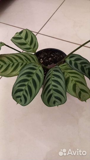 Ктенанта Бурле Маркс