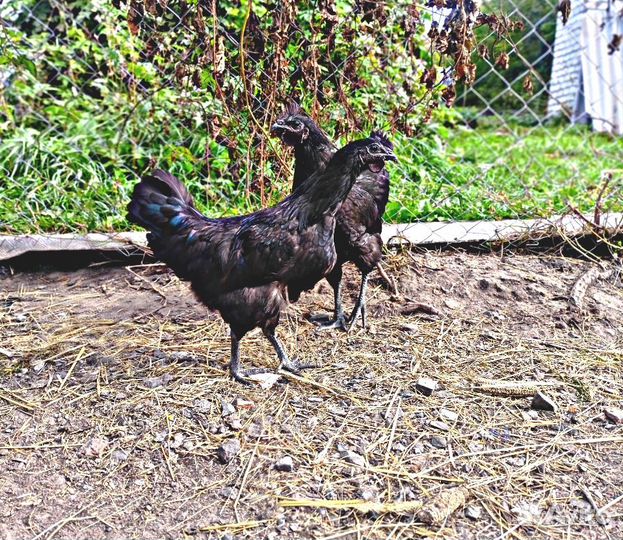 Петух ухейилюй