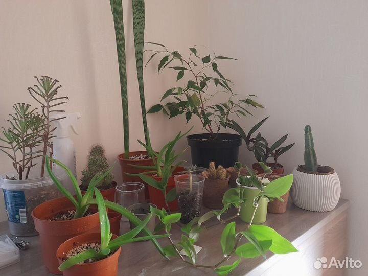 Комнатные цветы