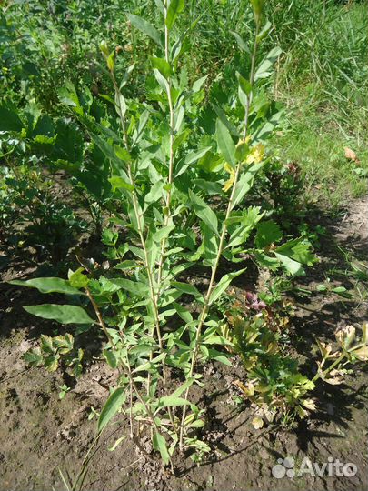 Полынь Божье дерево Годжи китайская Астра татарска