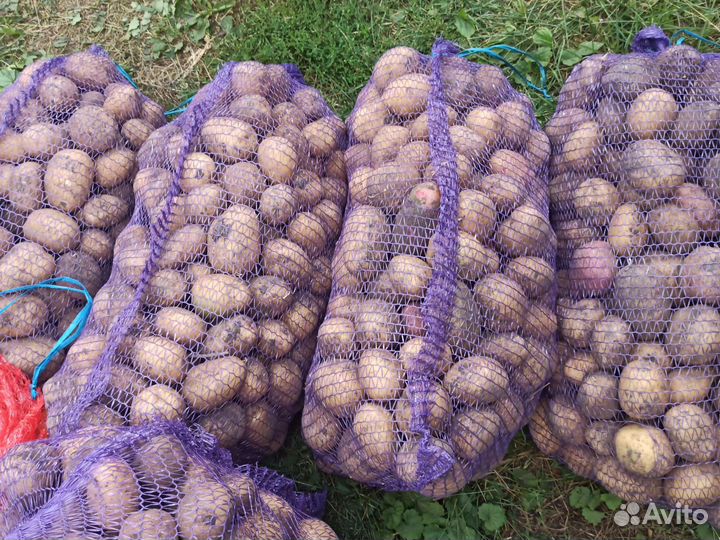 Продам картофель