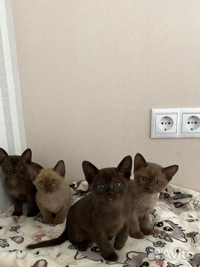 Котята европейской бурмы