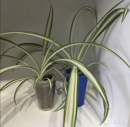 Хлорофитум (детки)