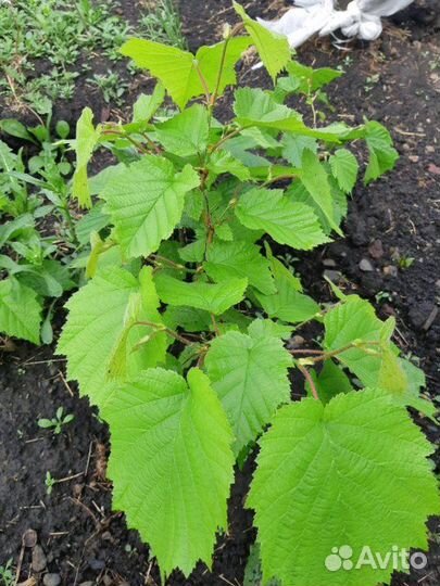 Саженцы: орех, лещина, яблоня, рябина и экзоты