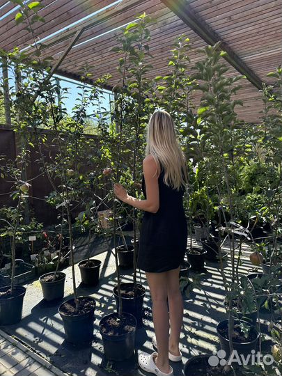 Яблони 3х летние зкс