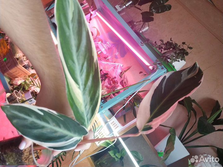 Излишки растений комнатных