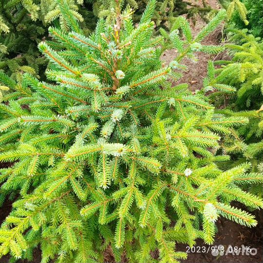 Ель сербская