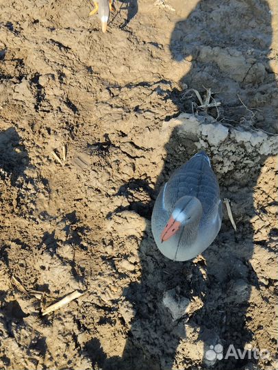 Чучела Белолобого гуся 3D XPE