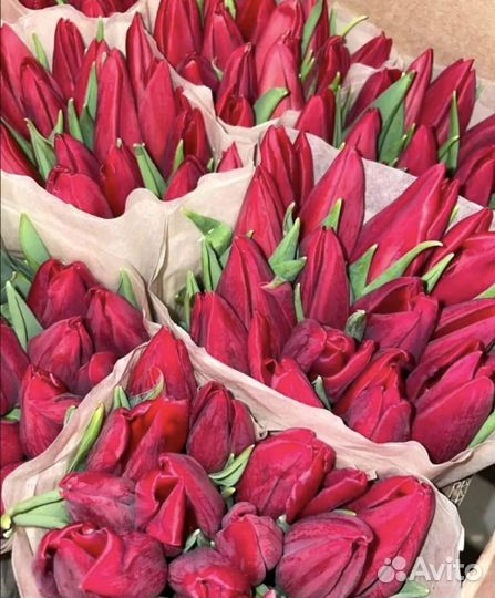 Тюльпаны на 8 марта / Подарок на 8 марта