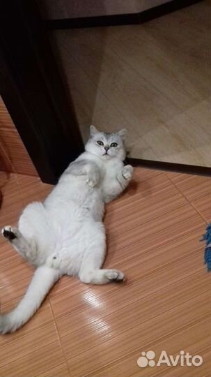 Британские коты вязка