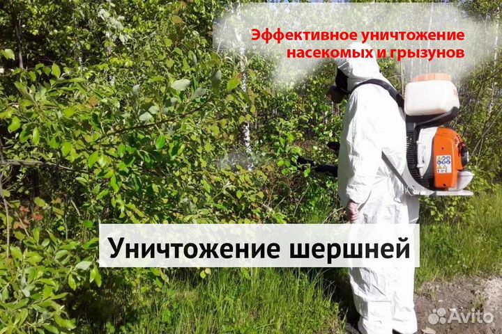 Уничтожение клопов тараканов грызунов блох плесени