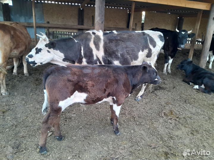 Коровы, телята