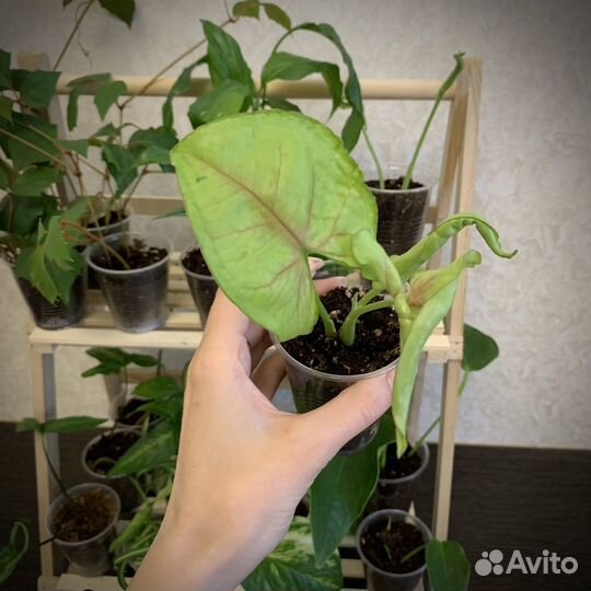 Обмен комнатными растениями