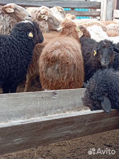 Бараны овцы