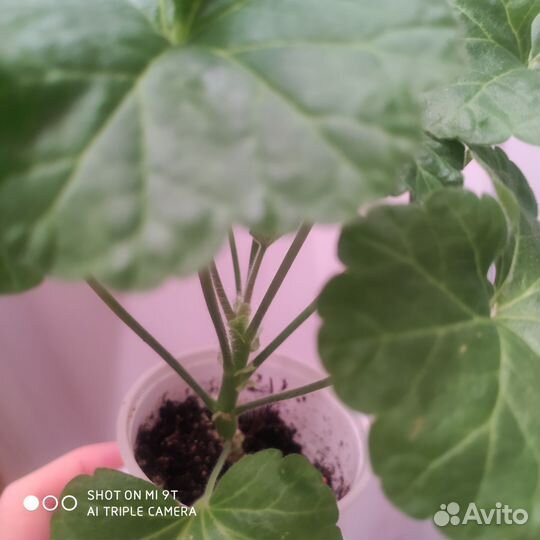 Юг Цветы Зевса