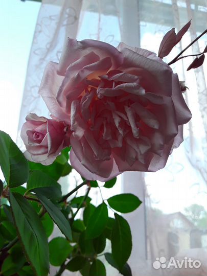 Комнатная Бенгальская роза