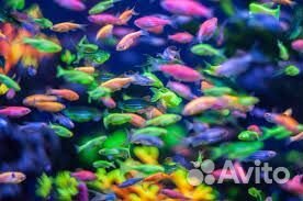 Аквариум с рыбками