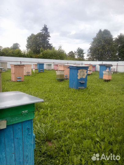 Цветочно-луговой мёд 2023 года