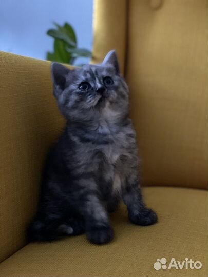 Британские котята