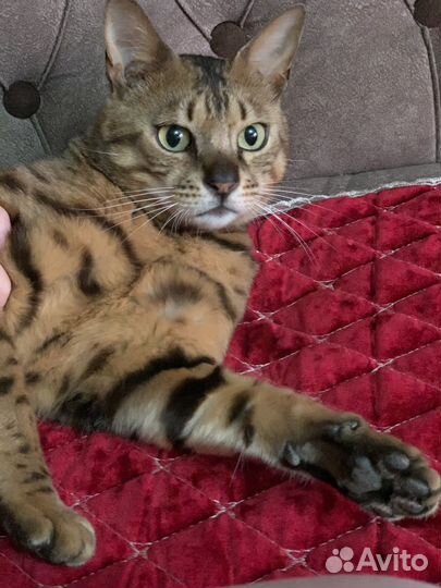 Бенгальская кошка