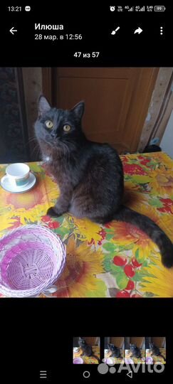 Кошки в добрые руки бесплатно