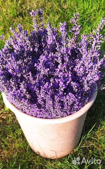 Лаванда сухоцвет
