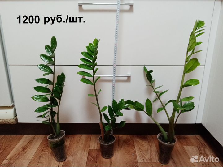 Замиокулькас