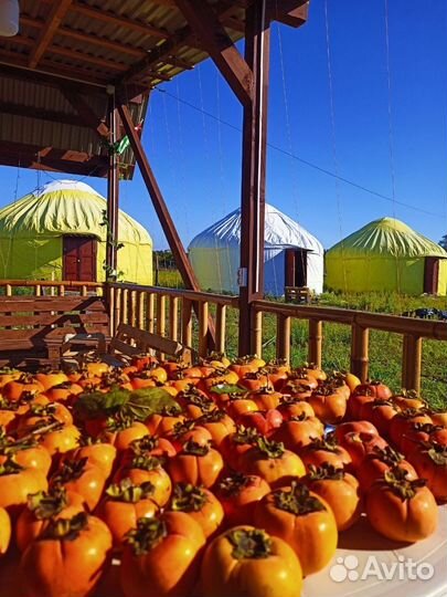 Экскурсии, трансфер, жильё в Абхазии