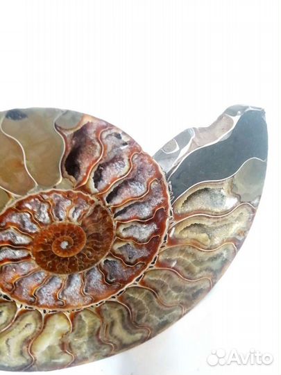 Аммонит большой