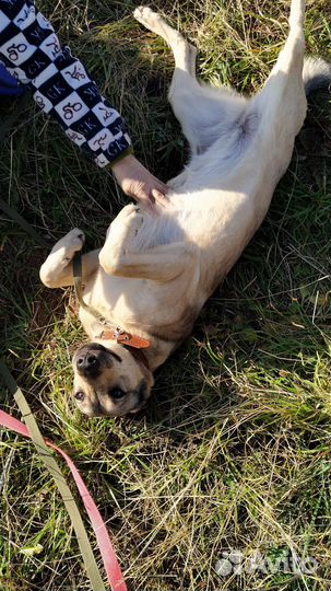 Собака в добрые руки, Дафна