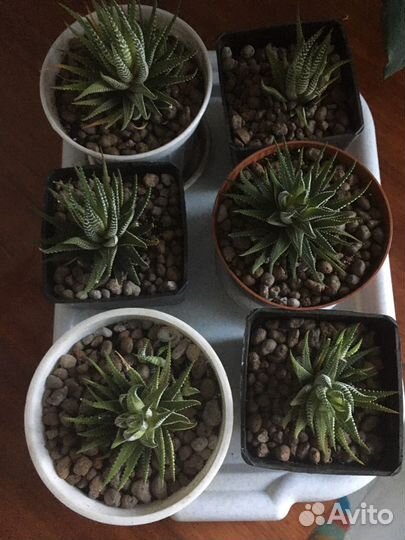 Суккуленты