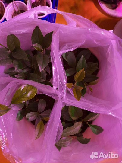 Лимон, сорт Мейер