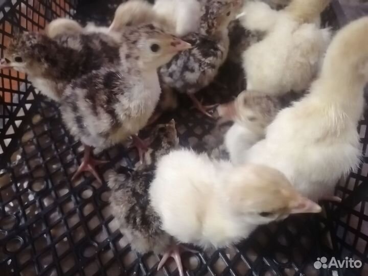 Продаём индюшат