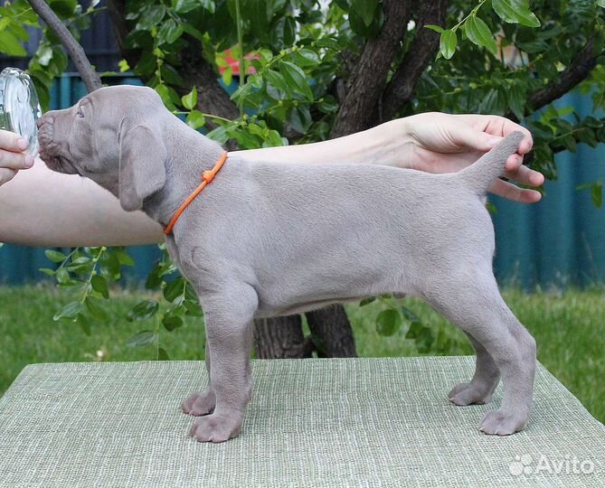 Щенки веймаранера