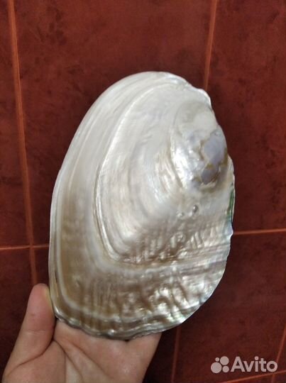 Морская ракушка раковина