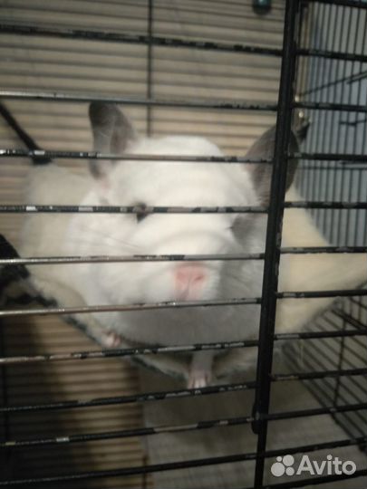 Продам шиншиллу