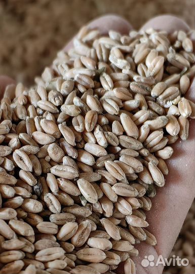 Корм для животных и птиц только опт