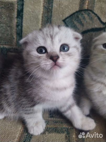 Британская