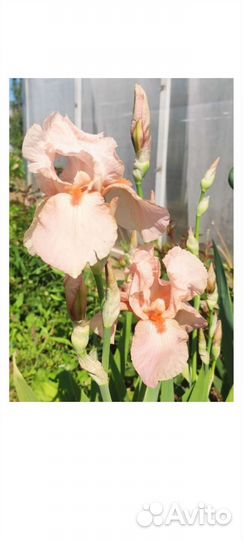 Петушки садовые ириски