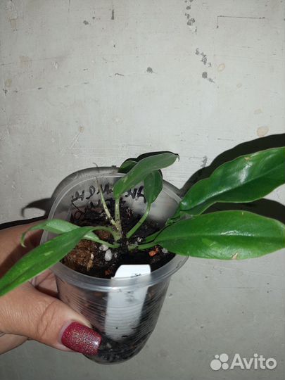 Филодендрон ринг оф файер