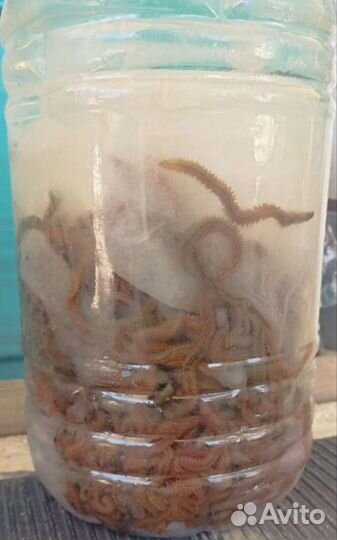 Нереис червяк