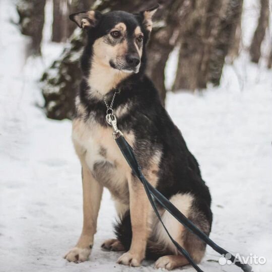 Болтик ждёт