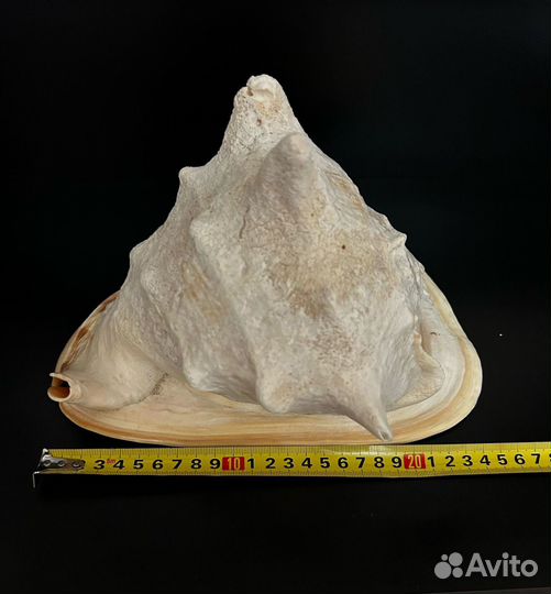 Ракушка раковина морская