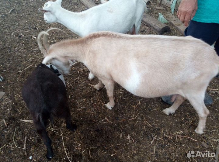 Коза козлы козлята