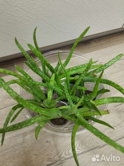 Комнатные растения