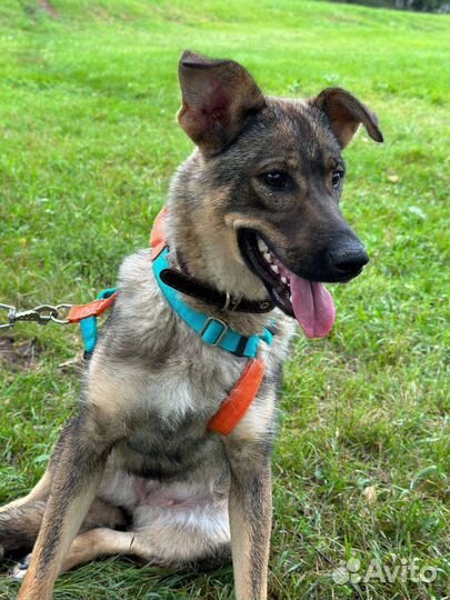 Лили страшно и одиноко в приюте