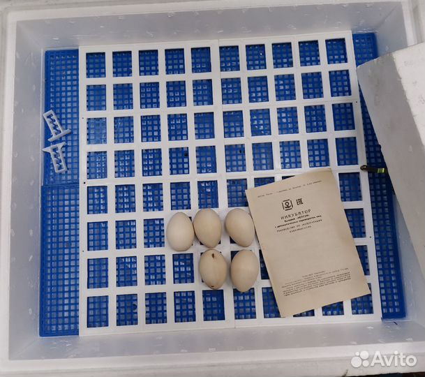 Инкубатор для яиц Нептун