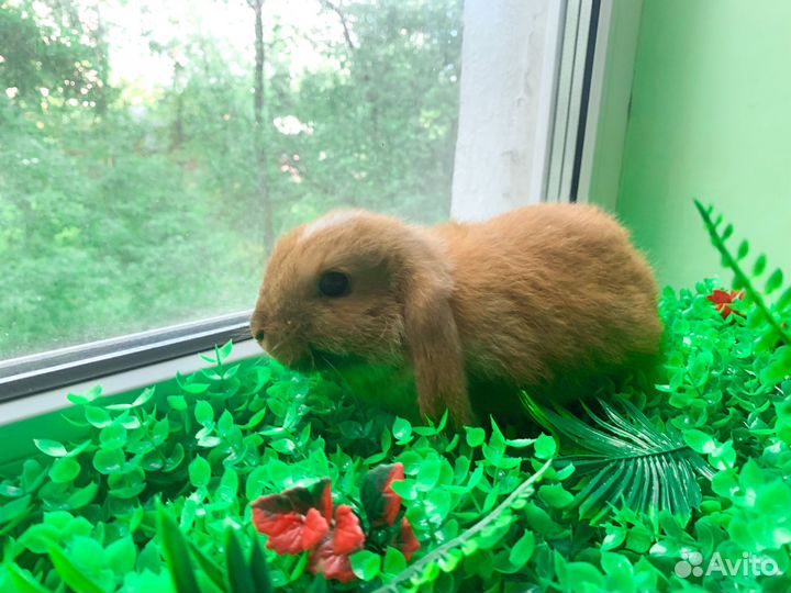 Карликовые крольчата мини