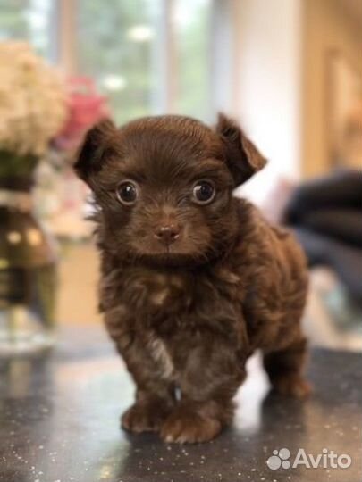 Русская цветная болонка + чихуа (дизайнерская)