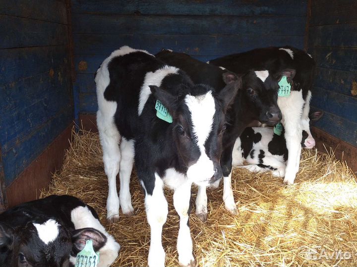 Телята бычки